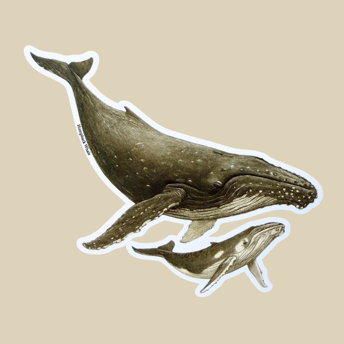 Humpback Whale & Calf Sticker