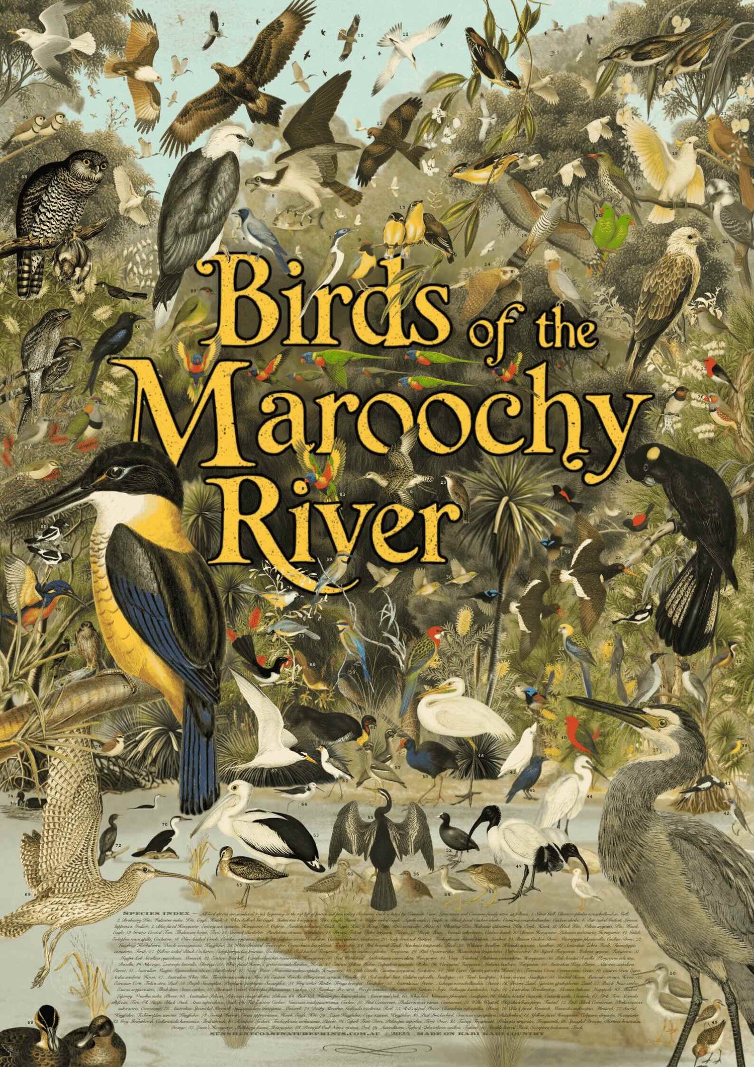 Birds of the Maroochy River poster featuring 91 native Sunshine Coast bird species illustrated in a scientific naturalist style.